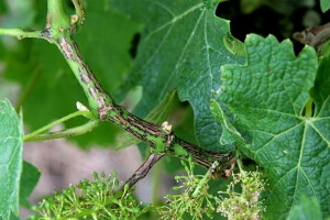 Zaštitite vinograde od crne pjegavosti