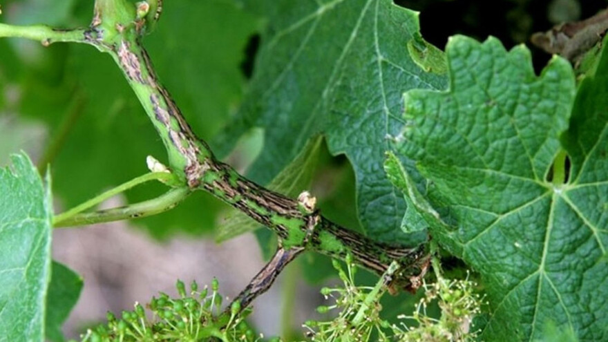 Zaštitite vinograde od crne pjegavosti