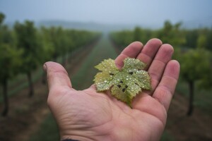 Crna pjegavost i pepelnica na vinovoj lozi