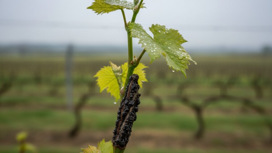 Crna pjegavost napada mladice i uništava čokote