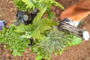 Bayer savjeti za vinogradare 18.-24.04.2016.