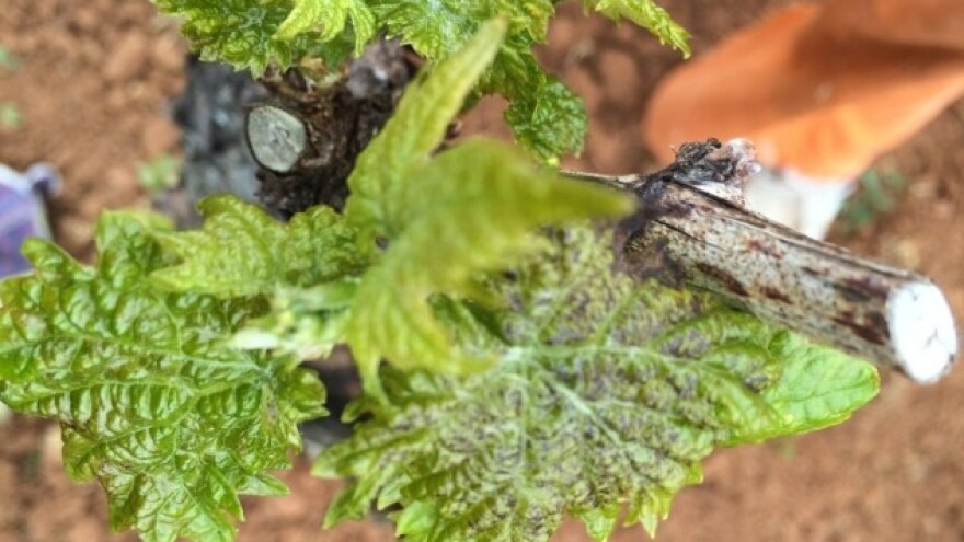 Bayer savjeti za vinogradare 18.-24.04.2016.