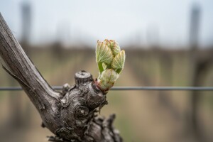 Crna pjegavost - vrlo opasna bolest vinove loze