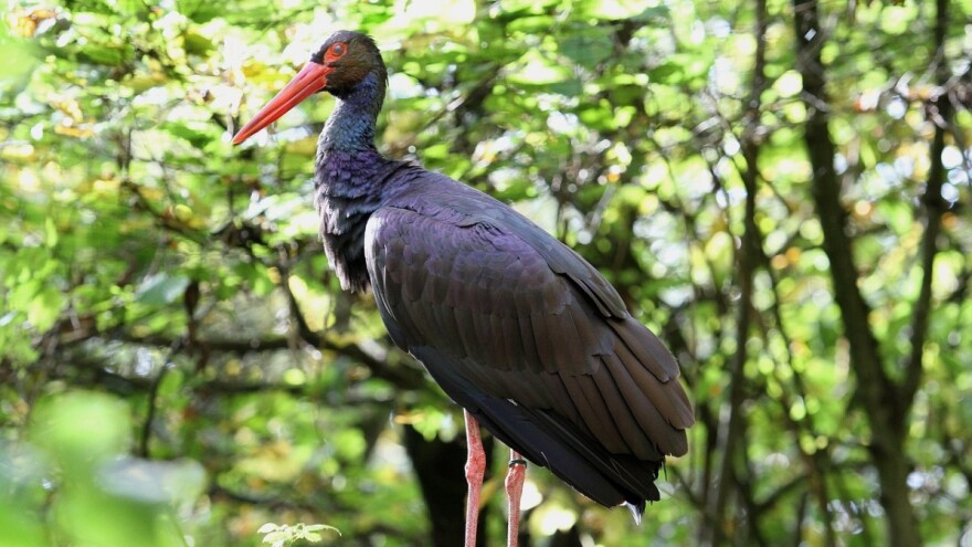 "Gromiželj" proglašen zaštićenim staništem, osniva se NP "Drina" Srebrenica