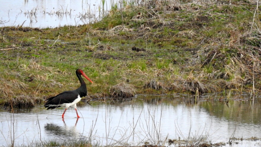 Crna roda se drži dalje od ljudi, ali njezin drveni paviljon je stigao sve do Venecije