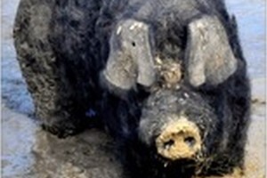 U Đurđevcu o aktualnom stanju u svinjogojstvu