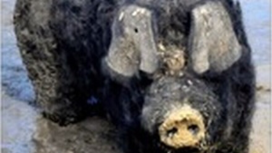 U Đurđevcu o aktualnom stanju u svinjogojstvu