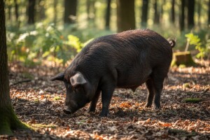 Crna slavonska svinja, autohtona hrvatska pasmina sve omiljenija kod proizvođača