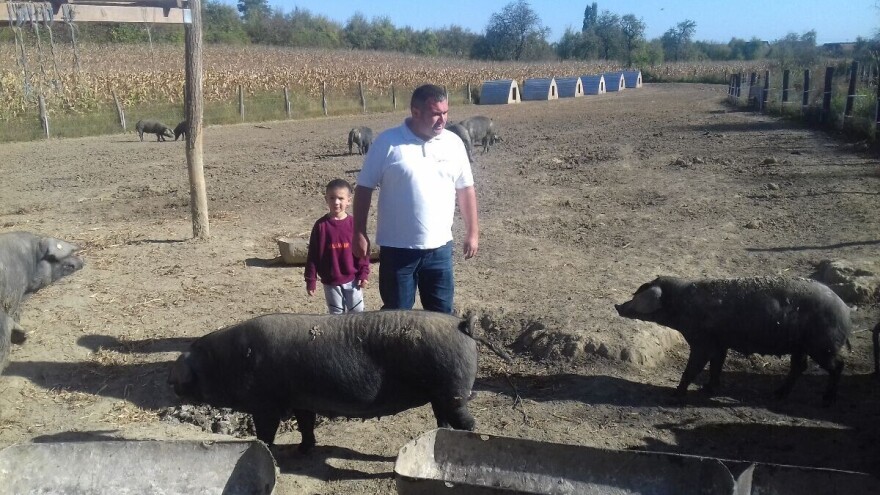 Dubravko Mikić: Kvaliteta fajferice je bolja uz puno kabaste hrane i pravovremeno odbiće