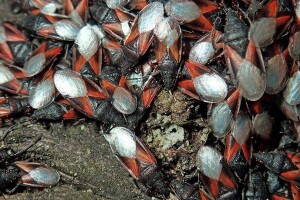 Lipe nastanila crna lipova stjenica, no mjesta panici nema