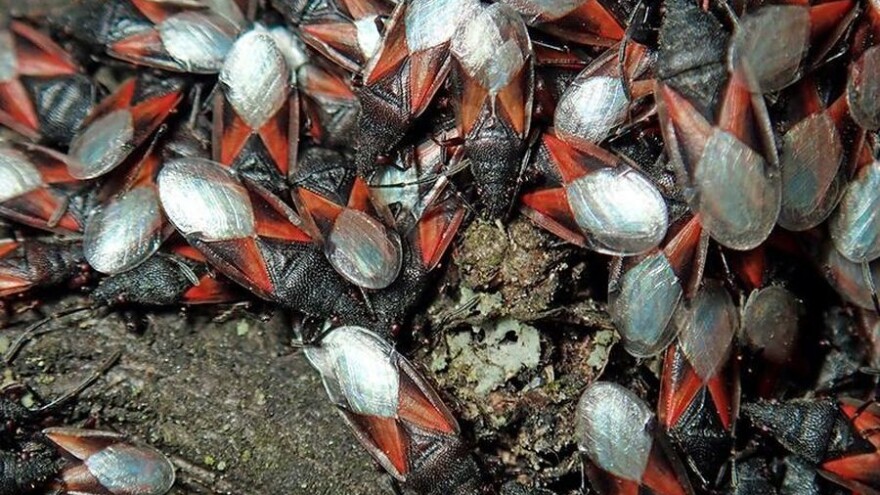 Lipe nastanila crna lipova stjenica, no mjesta panici nema