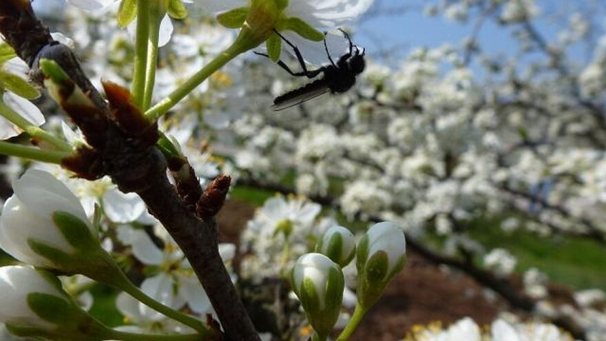 Crna i žuta šljivina osa mogu da ugroze 90% ploda