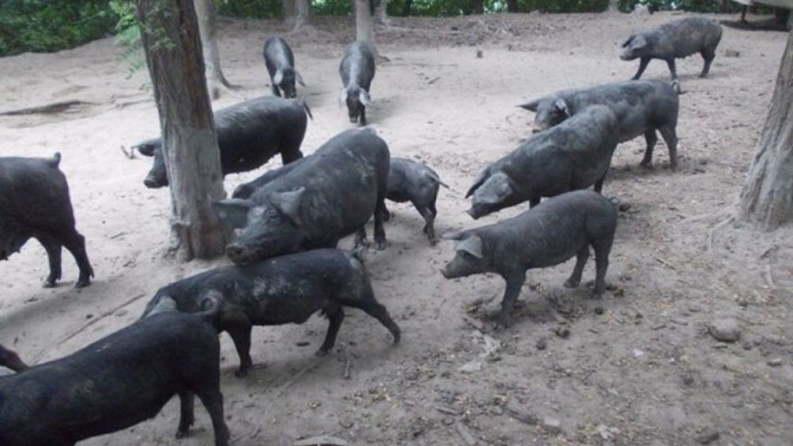 Uzgoj fajferica upeterostručen, na snagu stupa novi uzgojni program