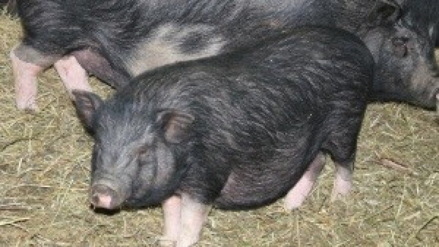 Zbog suše i visokih cijena sve manje svinjskog uzgoja