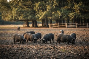 Crna svinja opet na cijeni