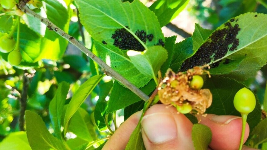 Koštičavo voće u osjetljivoj fazi - spriječite napad uši, plamenjaču, pjegavost lista