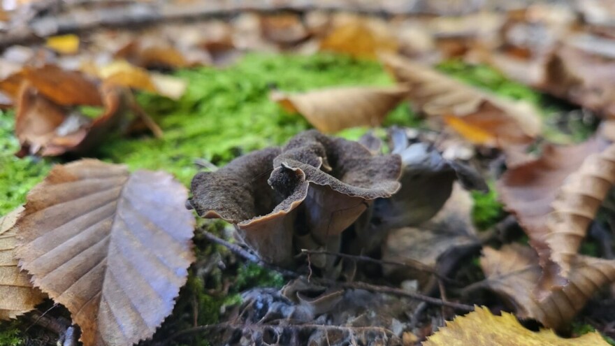 Dragocjena gljiva naših šuma koja se otkupljuje po visokim cijenama