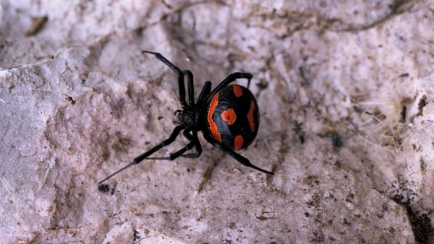 Izvor vlage presudan za brojnost crnih udovica, očekuje li nas masovna pojava ovog pauka?