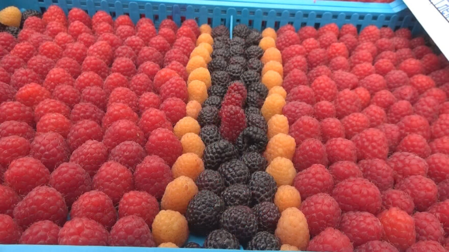 Retke, ali ukusne i zdrave - crne i žute maline