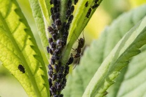 Eko metode: Pepeo i duhan tjeraju lisne uši