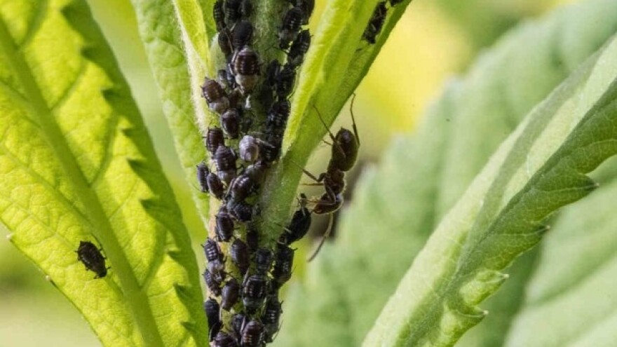 Eko metode: Pepeo i duhan tjeraju lisne uši