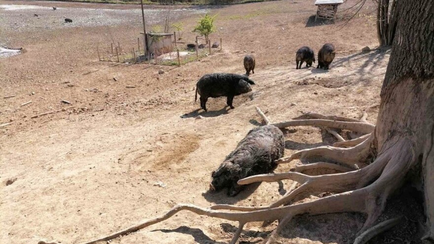 Zaraza u susjedstvu: Afrička kuga svinja u selu Trnjane kod Negotina