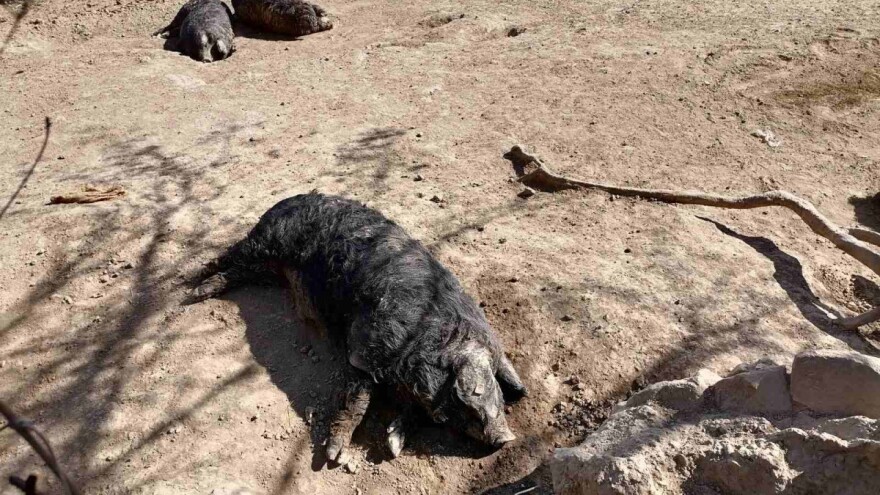 AKS: Sikole kod Negotina proglašeno zaraženim područjem