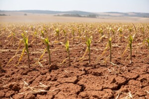 Crne prognoze za poljoprivredu