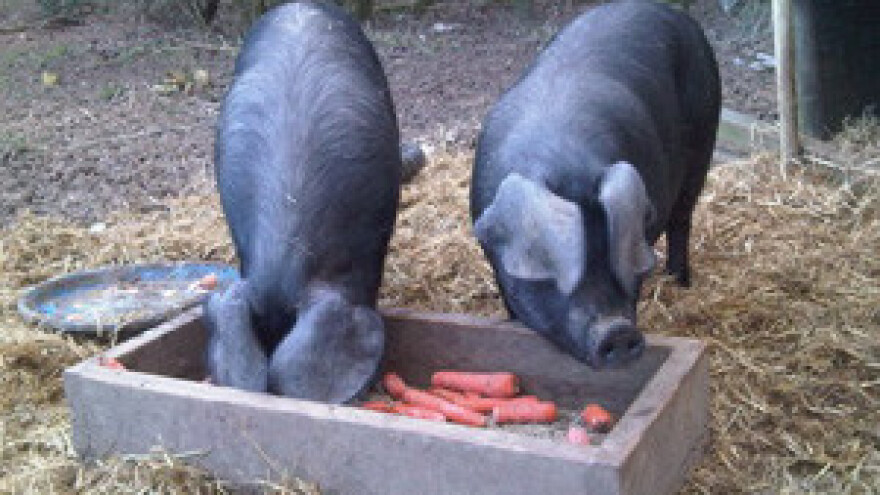 Preko ekološkog stočarstva žele razviti seoski turizam