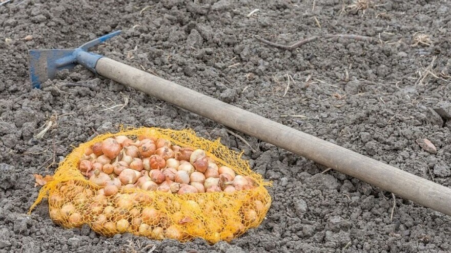 Na šta obratiti pažnju prilikom jesenje sadnje crnog luka?