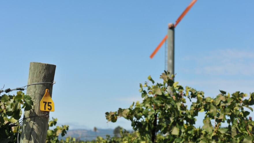 Spasili vinovu lozu od "crnog mraza"