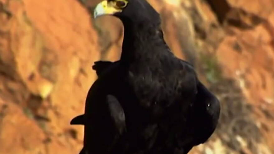 U Srbiji zimuje oko 200.000 ptica vodenih staništa