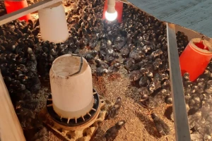 Znate li šta su amrok, leghorn, kokinkina ili australorp? Stojan Stevanović zna i otkriva nam kako ih uzgaja