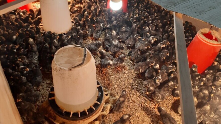 Znate li šta su amrok, leghorn, kokinkina ili australorp? Stojan Stevanović zna i otkriva nam kako ih uzgaja