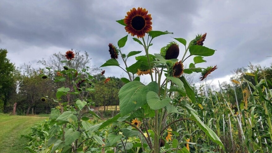 Koje su prednosti uzgoja crnog suncokreta?