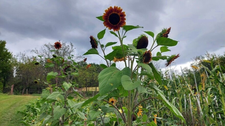 Koje su prednosti uzgoja crnog suncokreta?