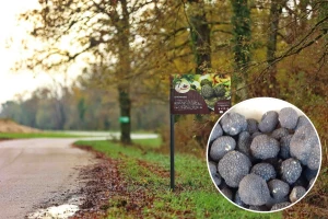 Poučna staza crnih tartufa - gastronomsko blago krije se u turopoljskim šumama