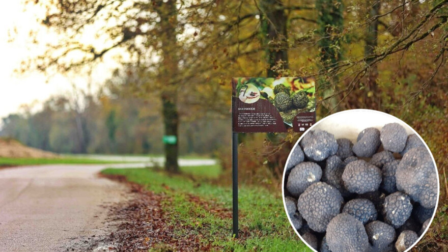 Poučna staza crnih tartufa - gastronomsko blago krije se u turopoljskim šumama