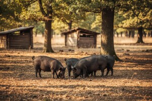 Črnkovačke fajferice probijaju tržište