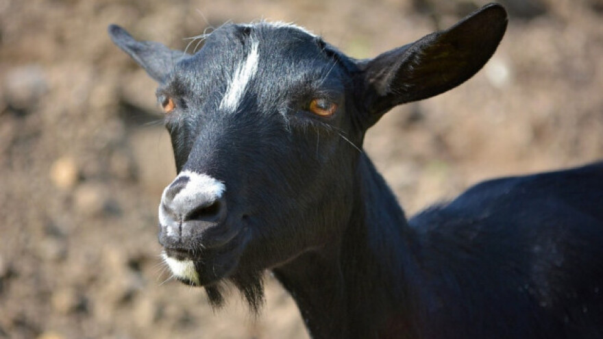 Koza donijela na svijet crno jare