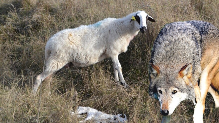 Pokolj nadomak Kalelarge: U Crnome vukovi poklali 18 tek ojanjenih janjaca!