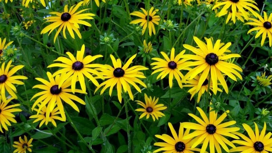 Kad vas pogleda Crnooka Suzana!