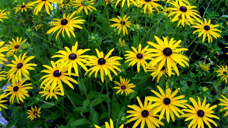 Kad vas pogleda Crnooka Suzana!