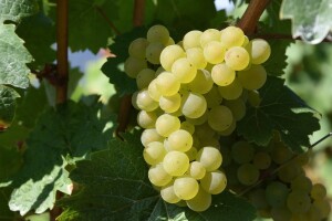 Prvi središnji stručni skup vinogradara i vinara Hrvatske u svibnju