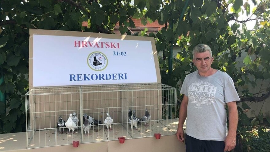 veliki i dugi pijetao