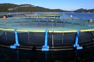 Cromaris povećao prodaju za 35 posto
