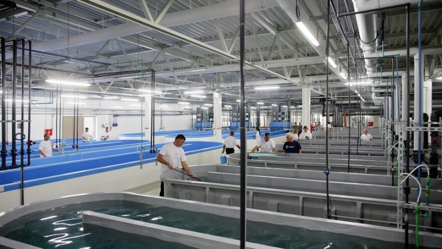 Cromaris sve brže pliva prema stranim tržištima