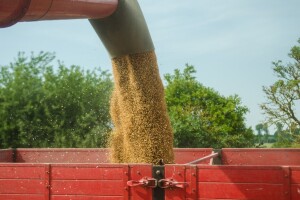 Ukrajina od početka nove sezone izvezla 4,6 megatona žitarica