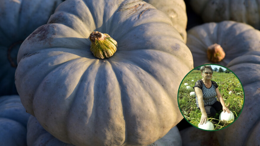 Dragica Arežina iz Petrovog Sela proizvela 10 tona budimki s kojom obogaćuje svakodnevnu trpezu, a većinu proda