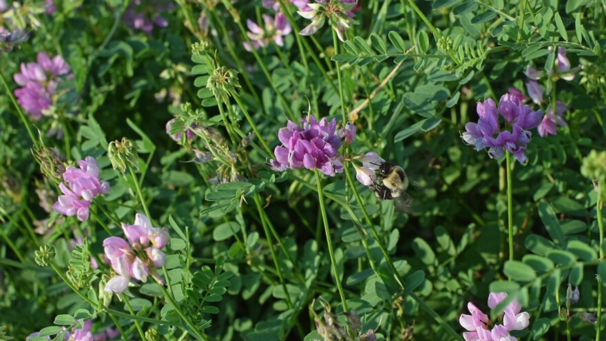 Grahorica - obogaćuje zemljište, a povoljna je stočna hrana